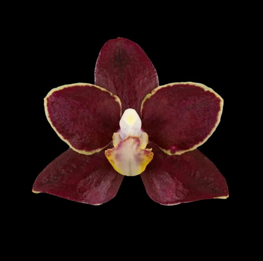 January 2025 swan + orchid Sticker pack